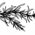 BrinThym02